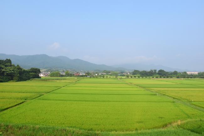 主基地区の田んぼの風景