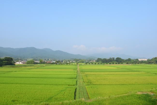 主基地区の田んぼの風景