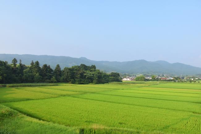 主基地区の田んぼ