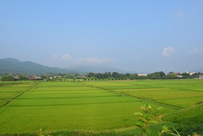 整備された主基地区の田んぼ
