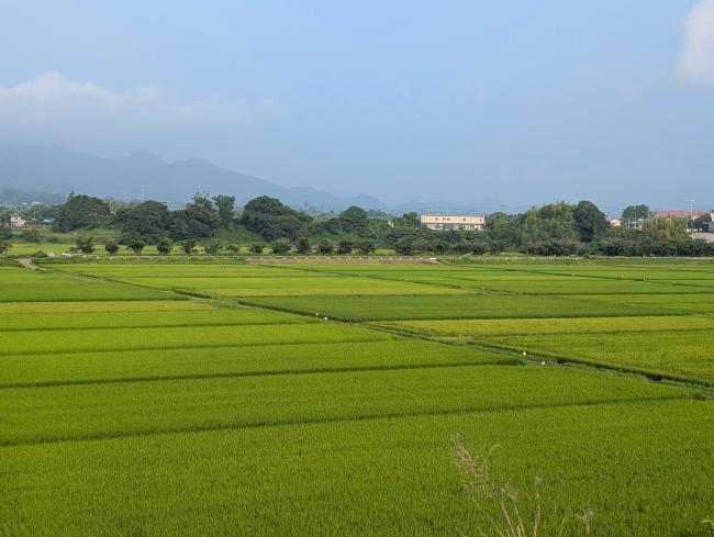 美しい田んぼ風景