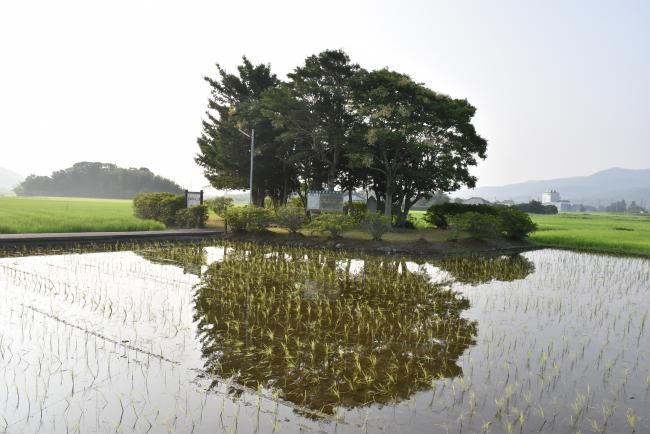 主基斎田を遠目から見た風景