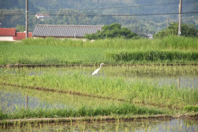 シロサギ