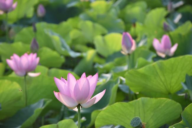 大賀ハスの花