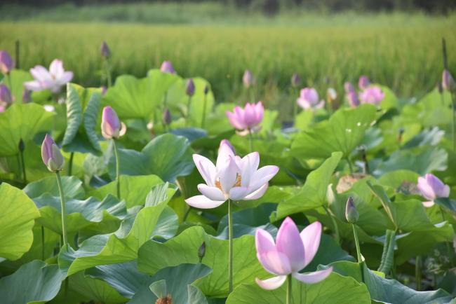 ハスの花