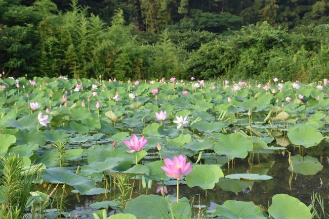ハスの花の写真