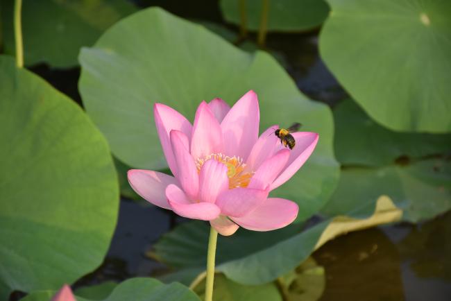 ハスの花の蜜を吸うミツバチ