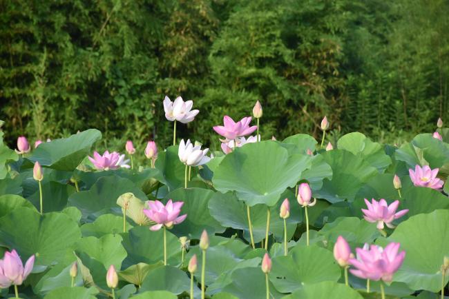 ハスの花の全体写真