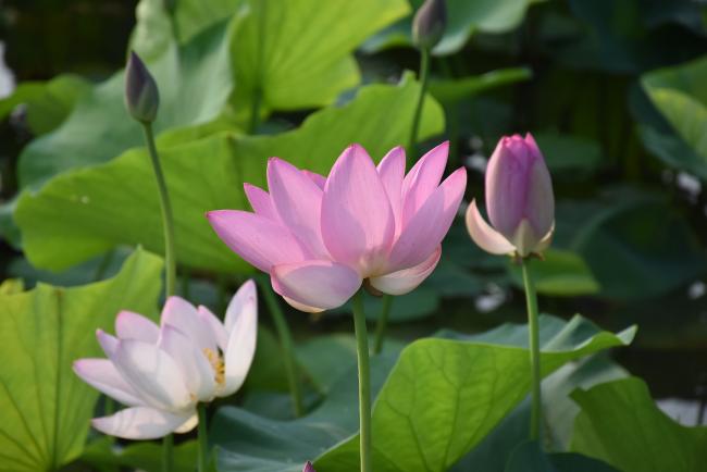 ハスの花のアップ