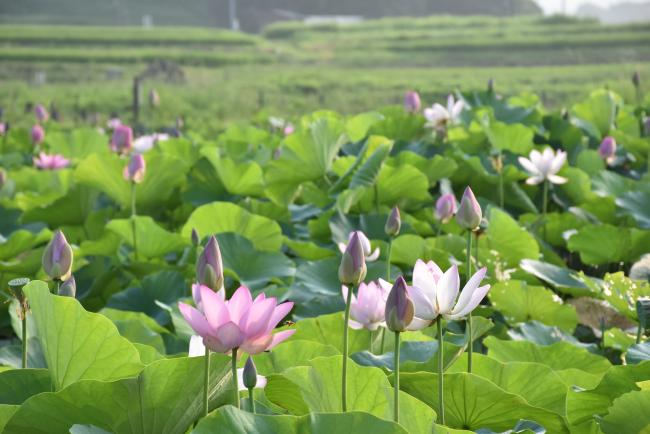 ハスの花の全景