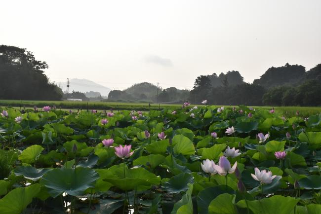 ハス田