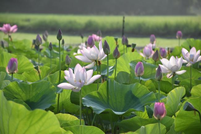 華やかなハスの花
