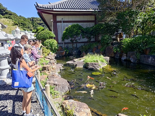 鯉のえさを