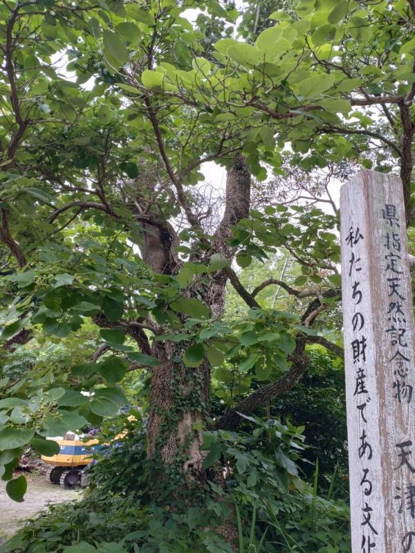 神明6