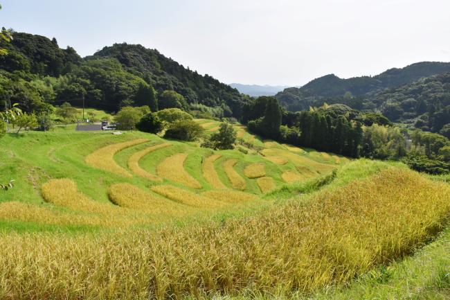 稲刈り前の大山千枚田の写真1
