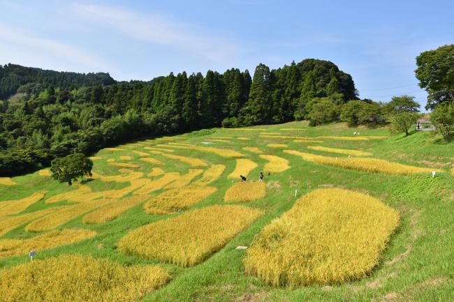 稲刈り前の大山千枚田の写真2