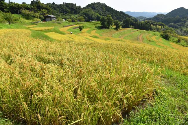 稲刈り前の大山千枚田の写真3