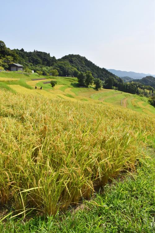 稲刈り前の大山千枚田の写真4