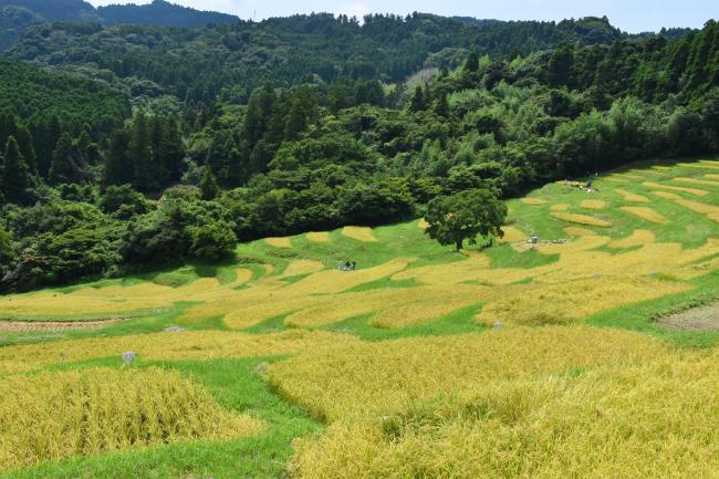 稲刈り前の大山千枚田の写真5