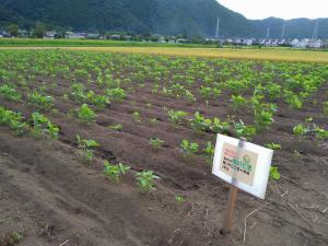 鴨川七里　生育状況