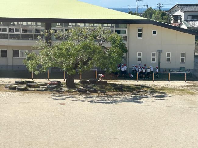 ひかげ1
