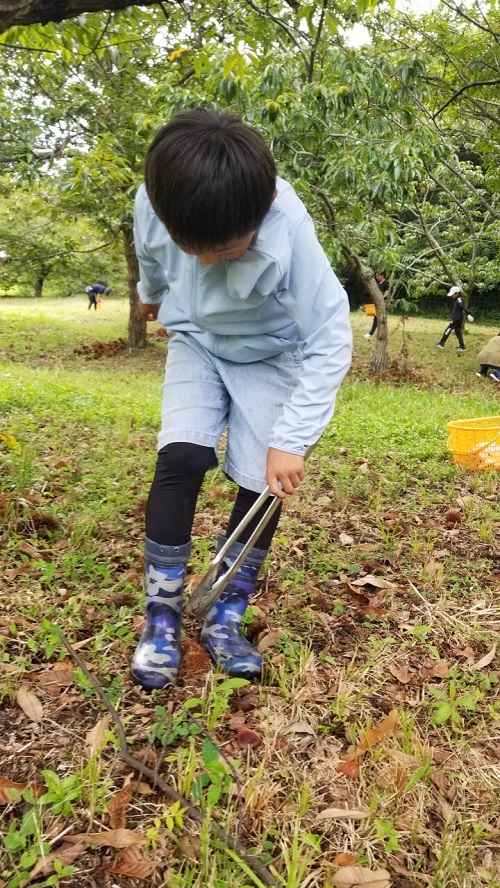 栗拾いの様子3