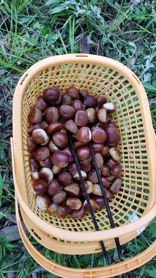 栗1