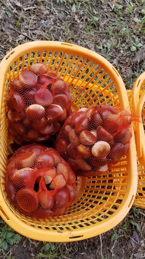 栗2