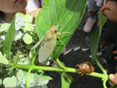 セミが生まれたよ！（戸外遊び観察中）
