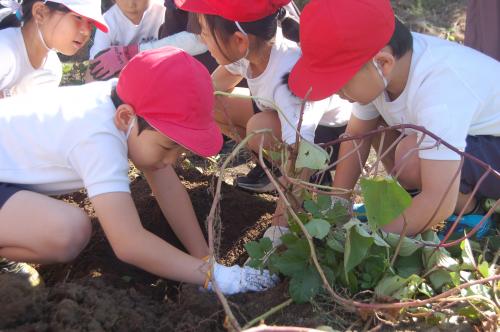 一生懸命芋を掘る