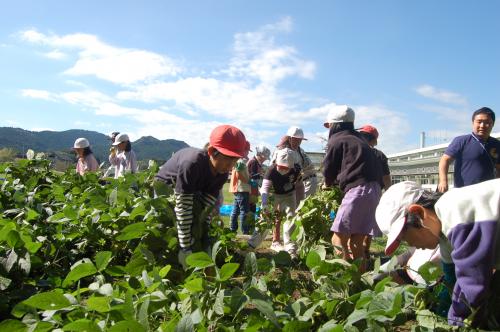 一所懸命に収穫