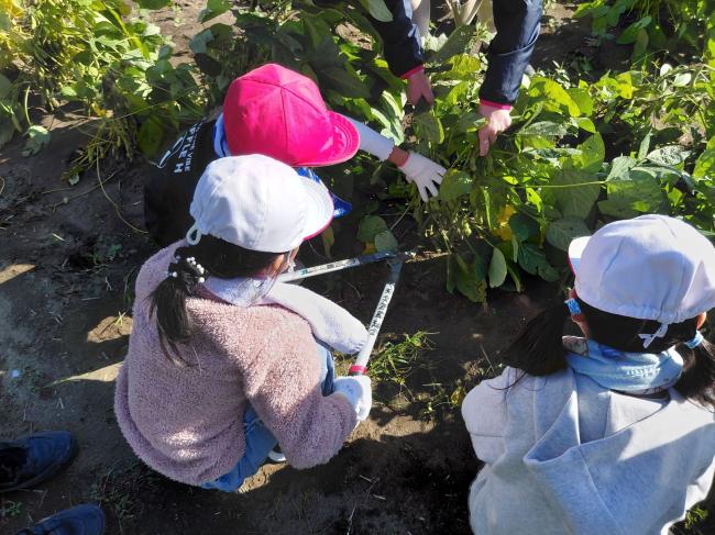子どもたちが鴨川七里を刈り取っている写真