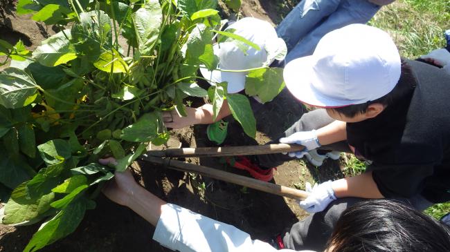 子どもたちが鴨川七里を刈り取っている写真2