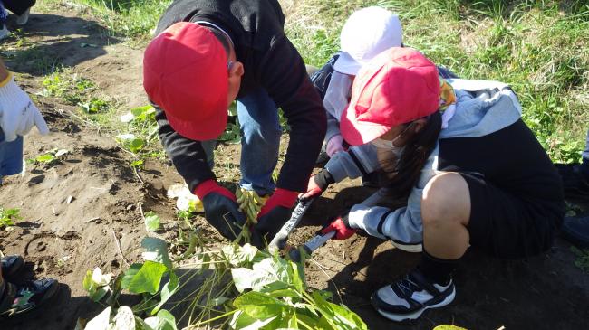 子どもたちが鴨川七里を刈り取っている写真3