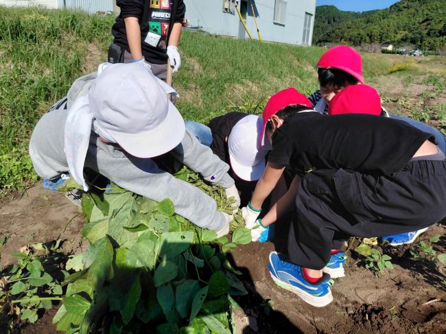 子どもたちが鴨川七里を抜き取っている写真