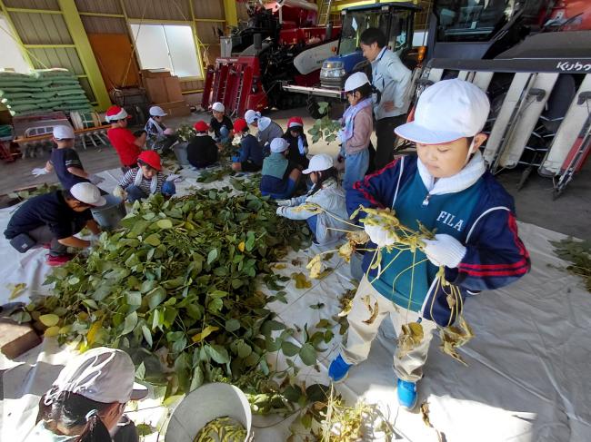鴨川七里を摘み取っている子どもたちの写真