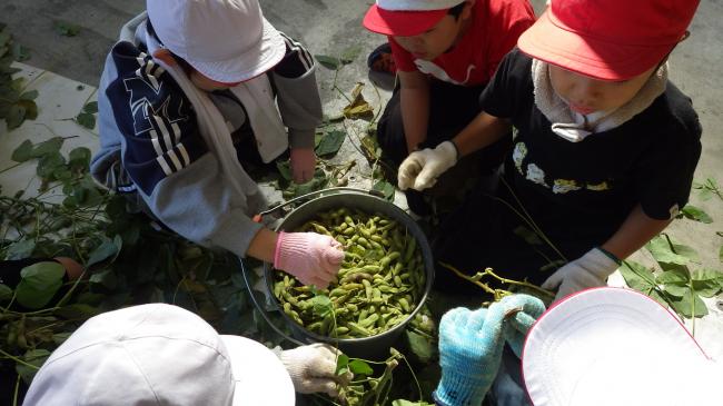 バケツに入った鴨川七里を摘み取っている子どもたちの写真