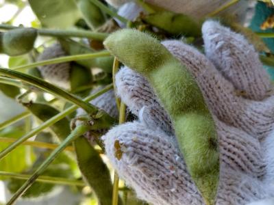 手に載せた鴨川七里の写真
