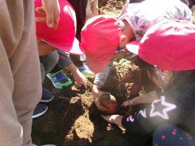 大きなサツマイモが出てきたよ！（クッキング）