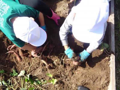 サツマイモたくさんできたよ！