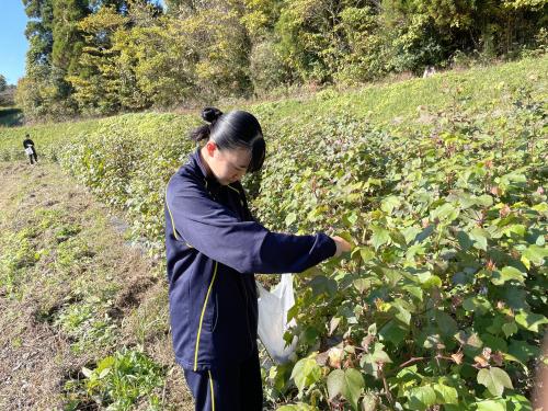 大山千枚田での職場体験