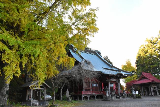 大山寺とイチョウ1
