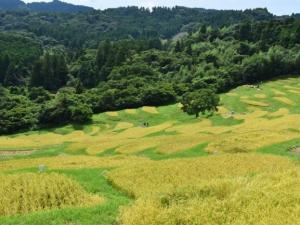 大山千枚田　写真１
