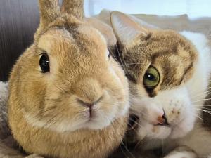 ウサギと猫の写真