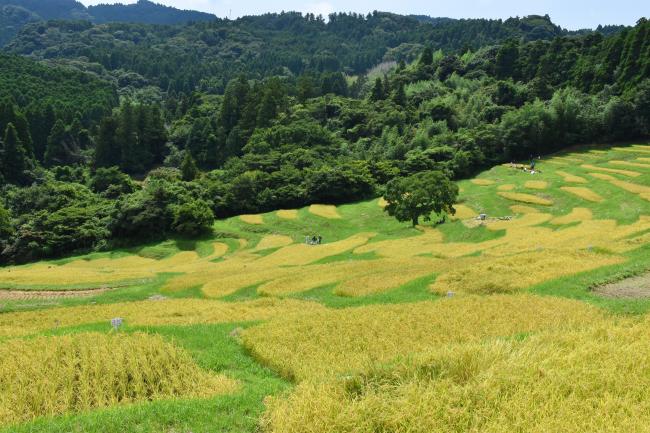 大山千枚田 写真1
