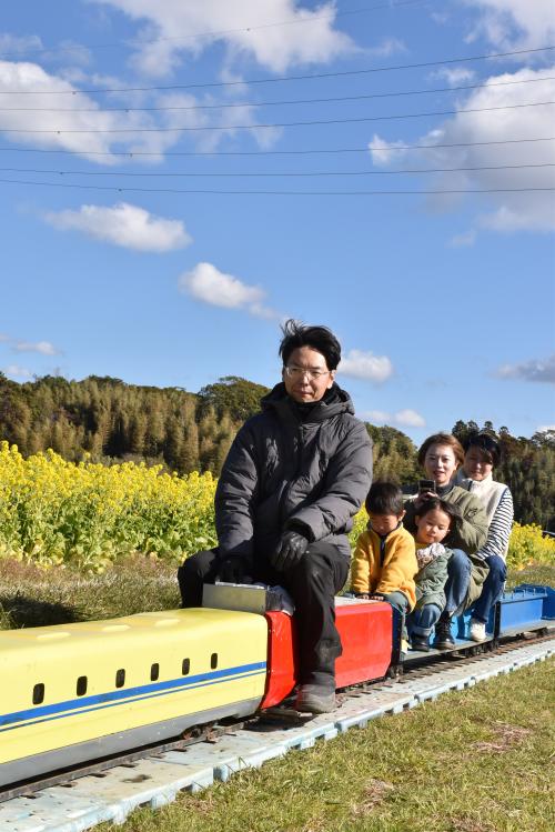 菜の花畑の中を走るミニトレイン「ドクターイエロー」の写真