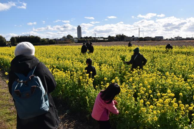 花摘み体験を行う人々の写真