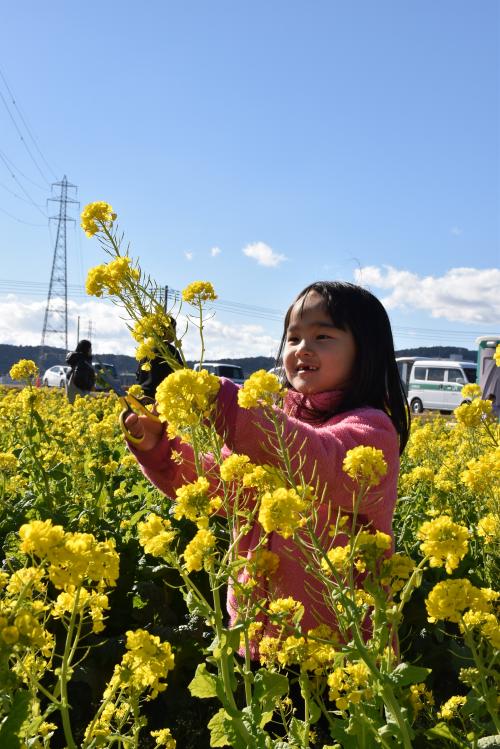 菜の花を摘み取った女の子の写真