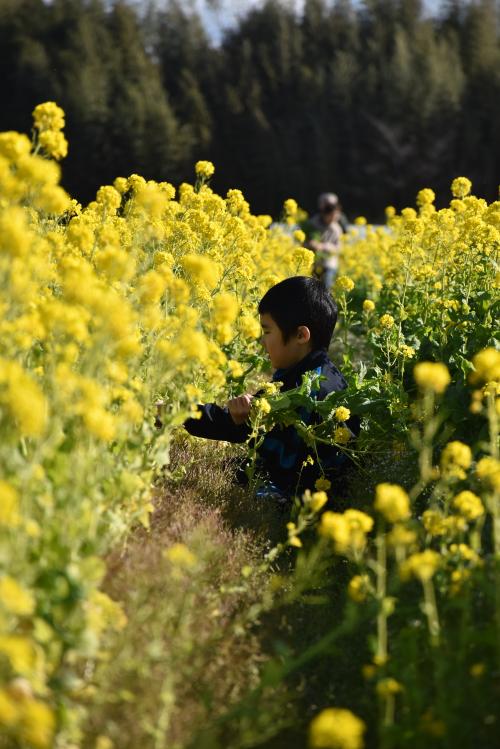 菜の花を摘む男の子の写真