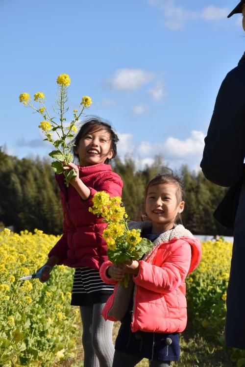 菜の花を摘んだ姉妹の写真